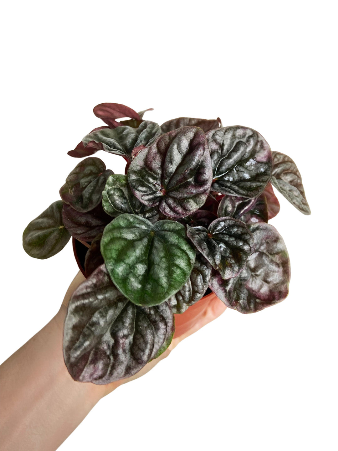 Peperomia Red Ripple