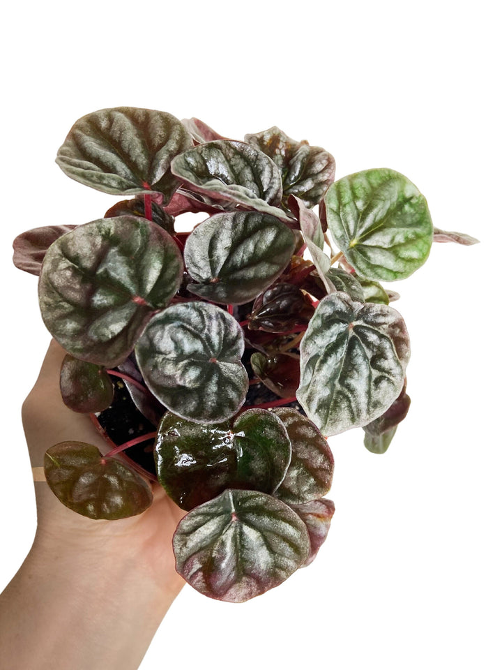 Peperomia Red Ripple