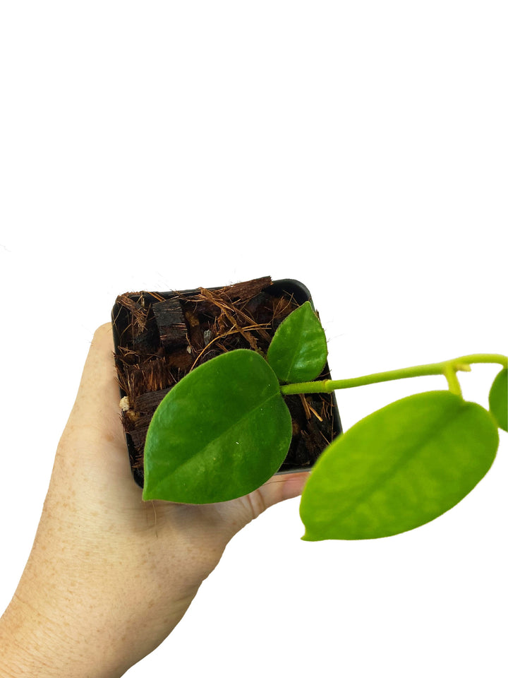 Hoya Lauterbachii
