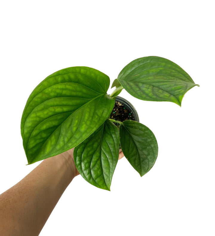 Monstera Peru