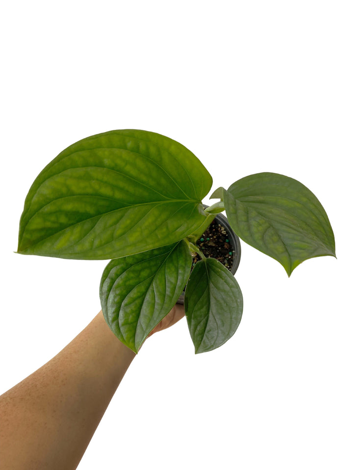 Monstera Peru