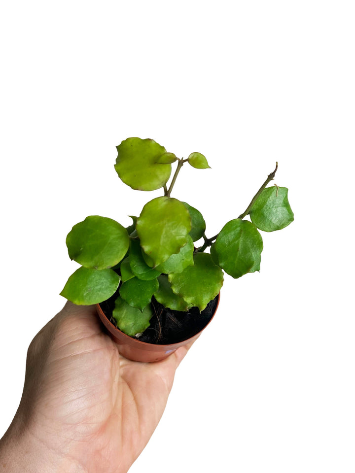 Hoya Endauensis
