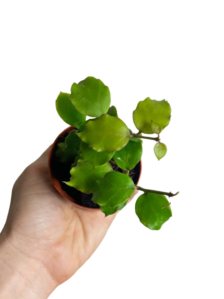 Hoya Endauensis