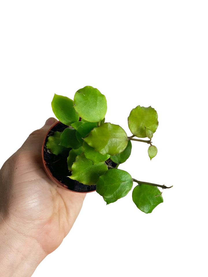 Hoya Endauensis