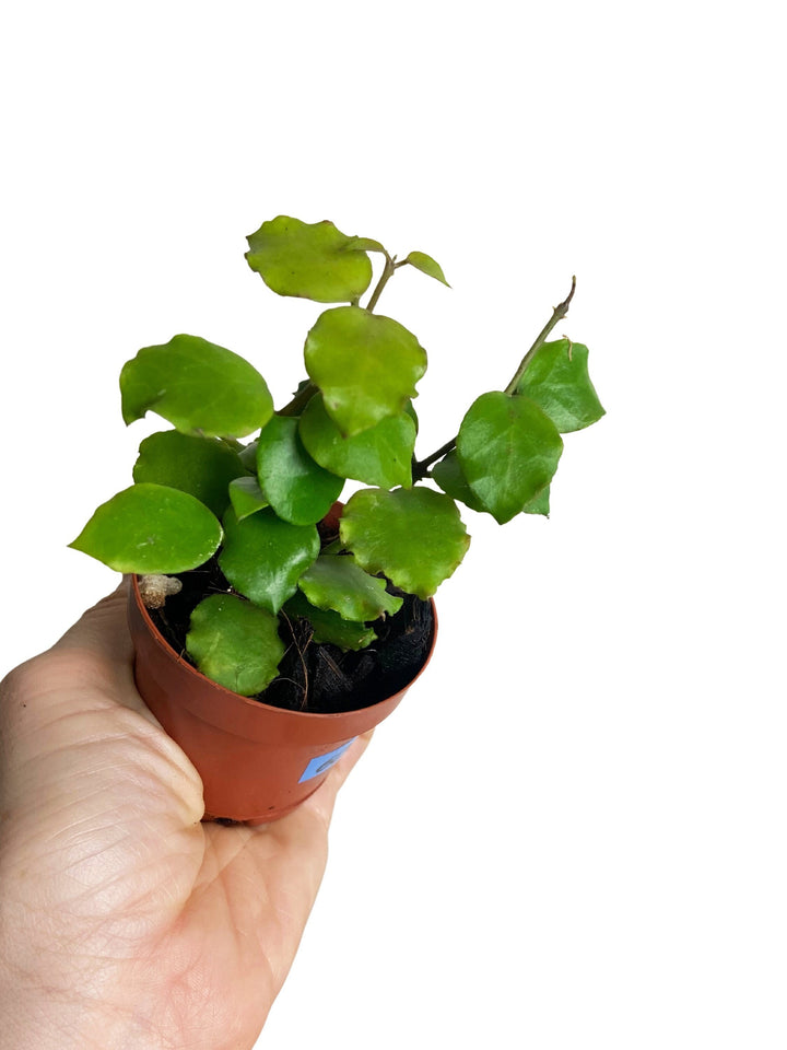Hoya Endauensis