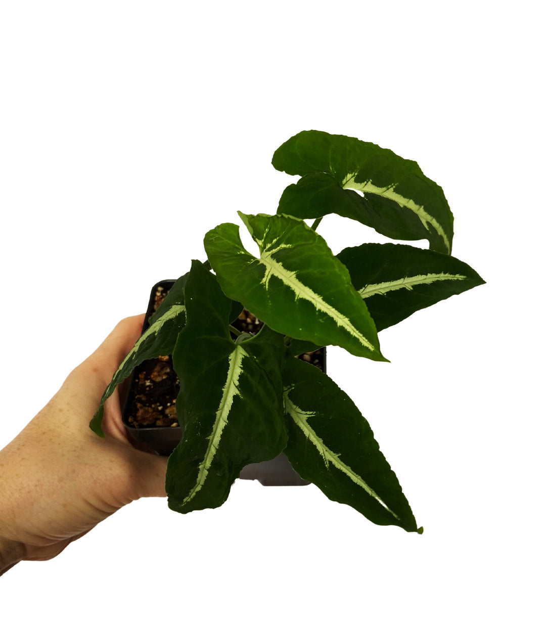 Syngonium Wendlandii