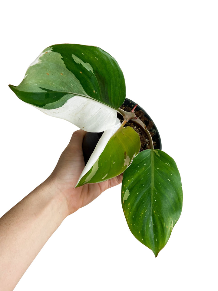 Philodendron White Knight