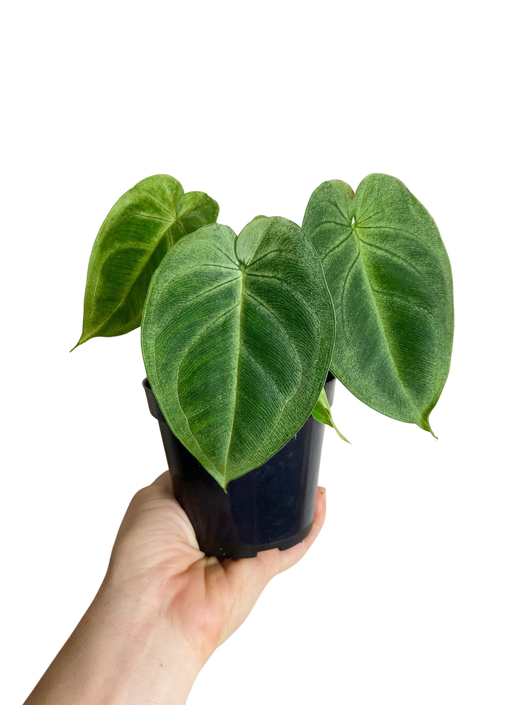 Syngonium Chiapense "Ice Frost"