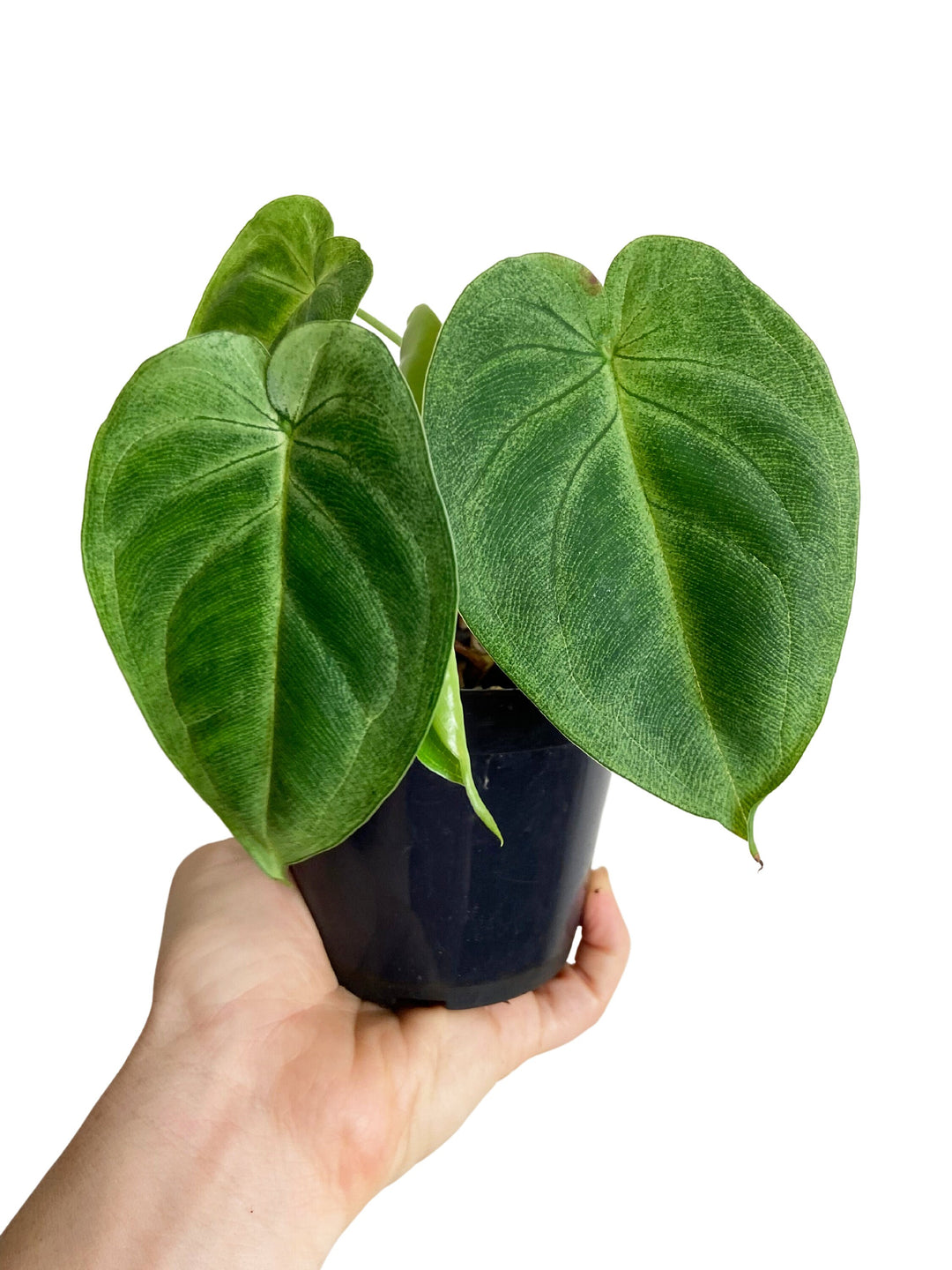 Syngonium Chiapense "Ice Frost"