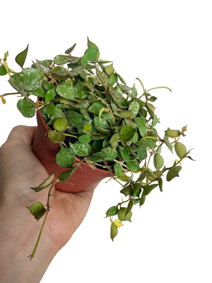 Hoya Curtisii