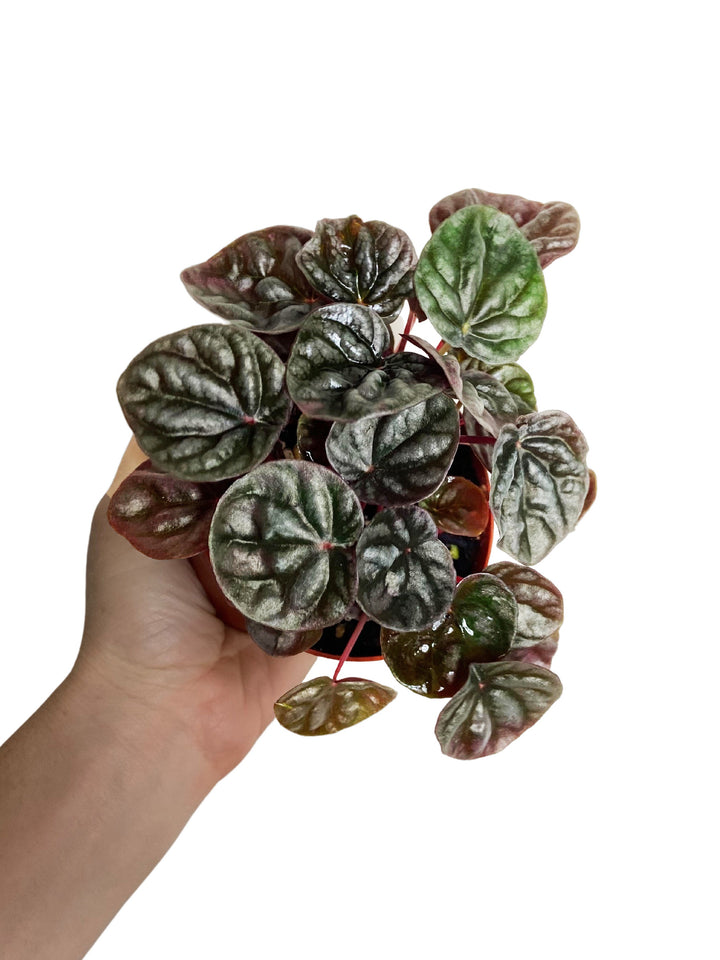 Peperomia Red Ripple