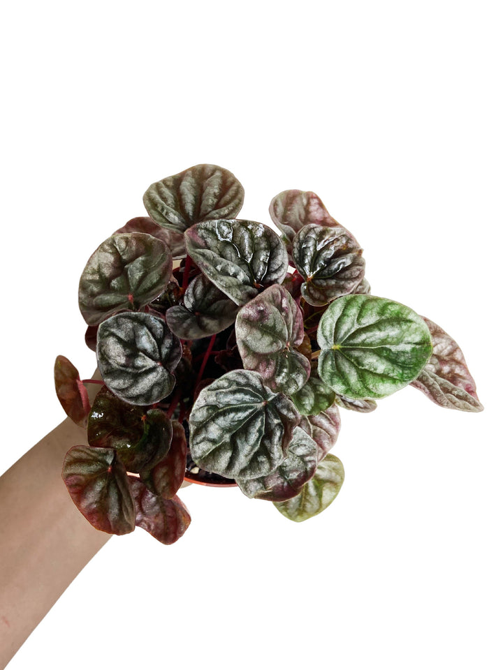 Peperomia Red Ripple