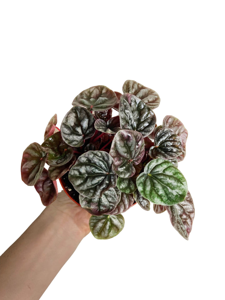 Peperomia Red Ripple