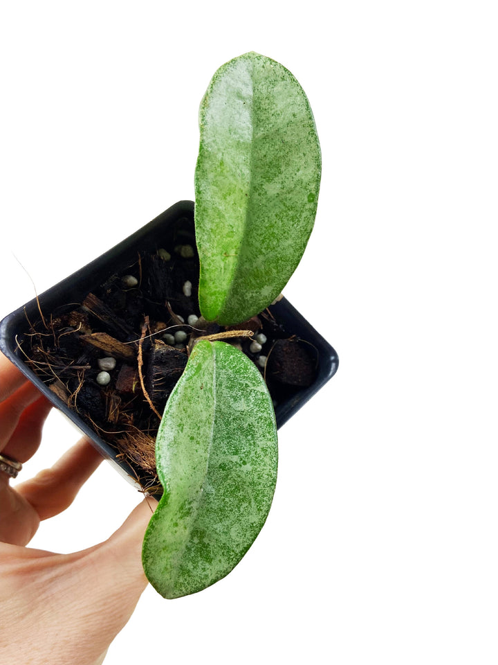 Hoya Carnosa Grey Ghost
