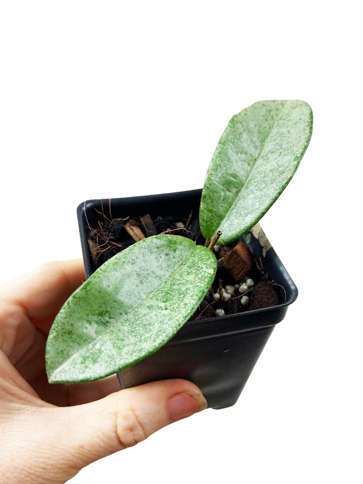 Hoya Carnosa Grey Ghost