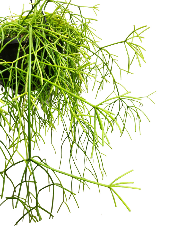 Rhipsalis Baccifera, Mistletoe Cactus, Trailing Cactus Plant, Tropical Cactus Plant