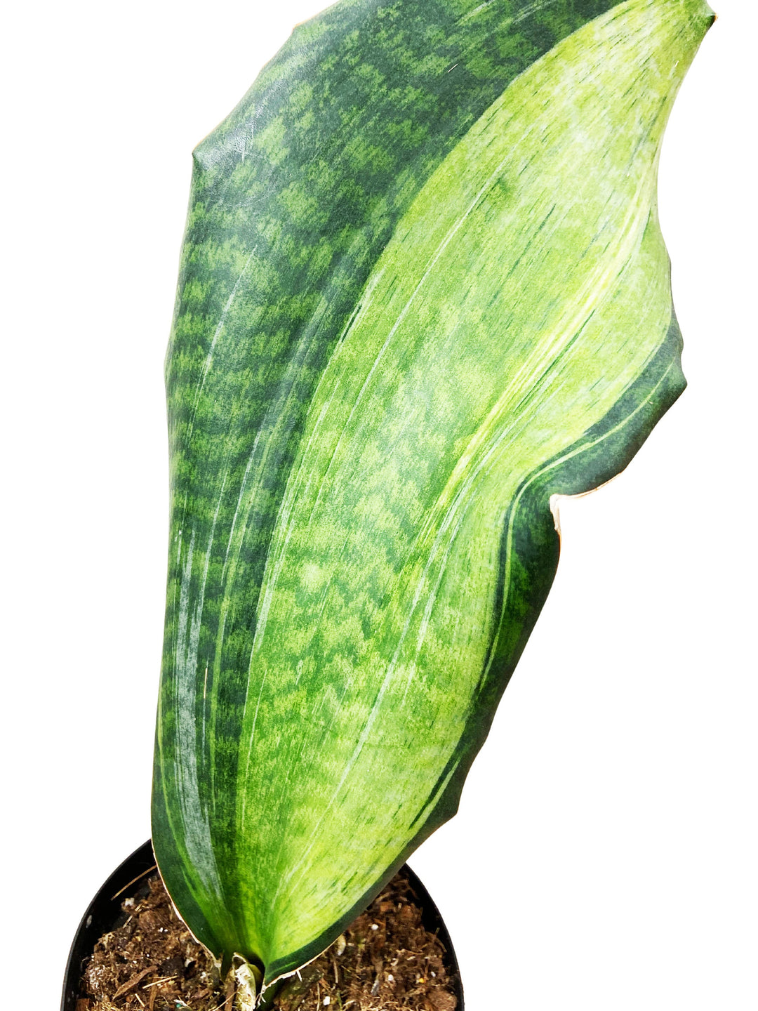 Sansevieria Whalefin Variegated