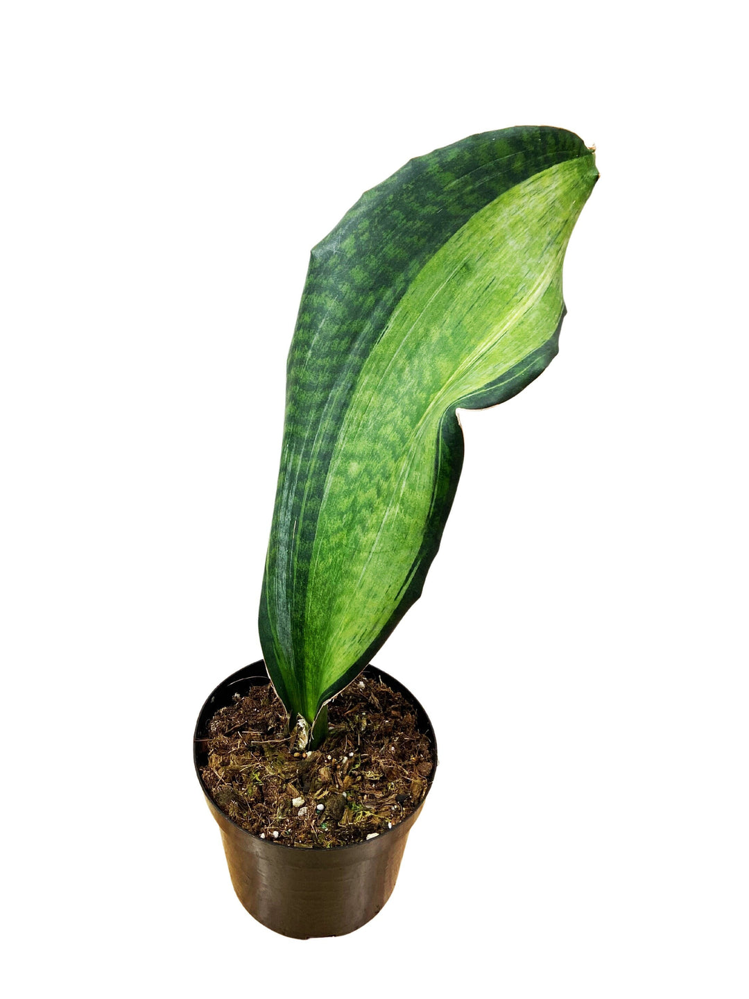 Sansevieria Whalefin Variegated