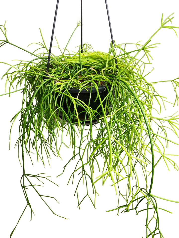 Rhipsalis Baccifera, Mistletoe Cactus, Trailing Cactus Plant, Tropical Cactus Plant