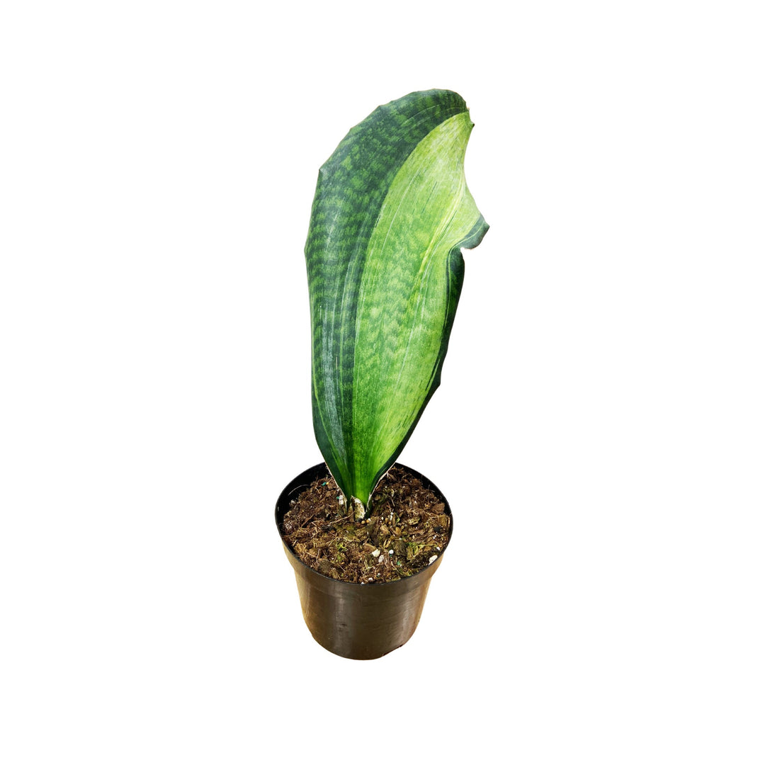 Sansevieria Whalefin Variegated