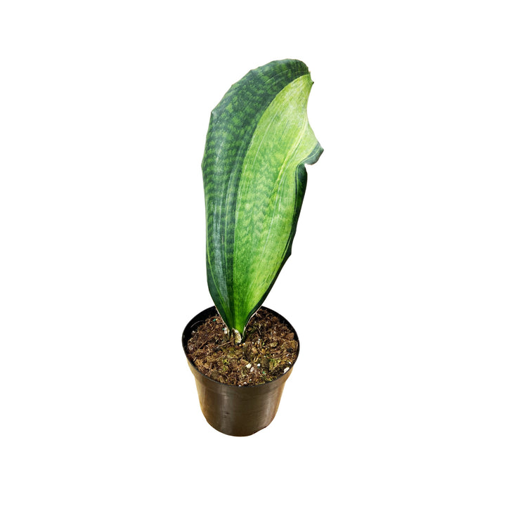 Sansevieria Whalefin Variegated