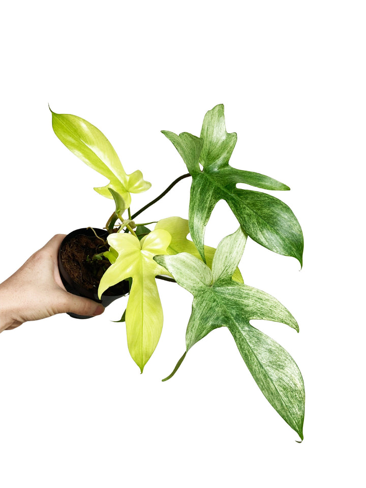 Philodendron Florida Ghost Mint