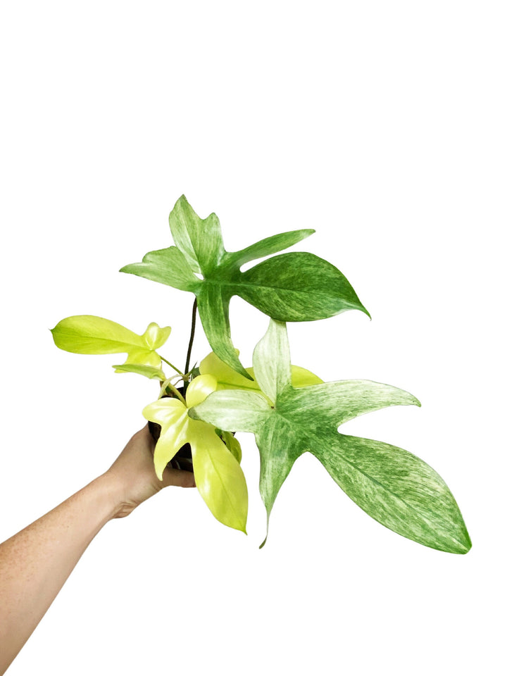 Philodendron Florida Ghost Mint