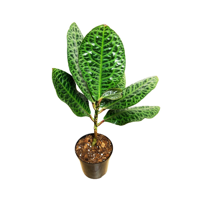 Labisia Pumila "Turtle Back"