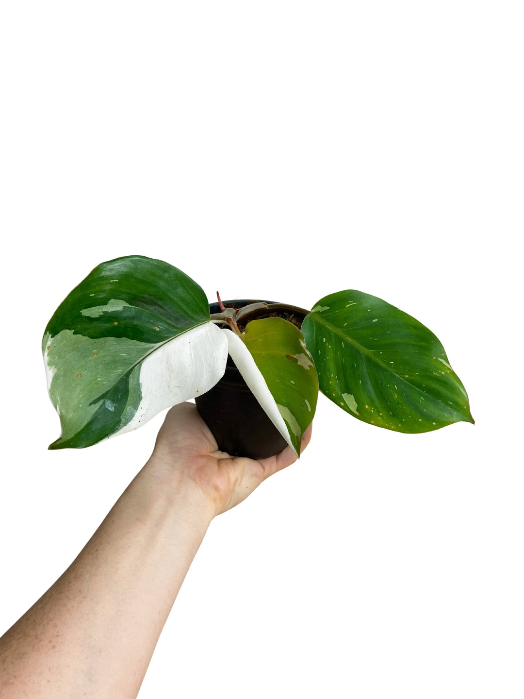Philodendron White Knight