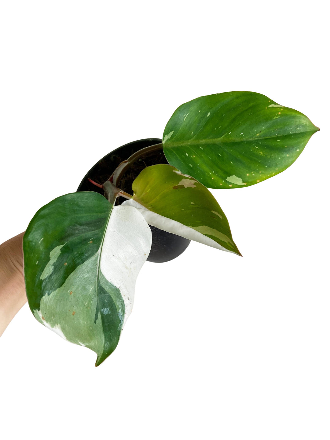 Philodendron White Knight