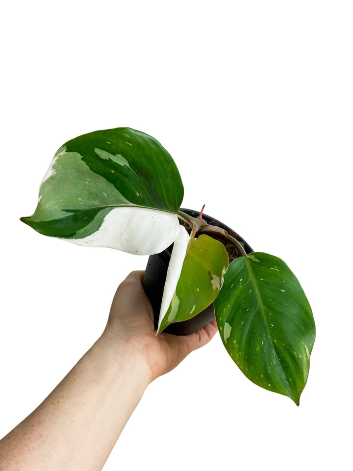 Philodendron White Knight