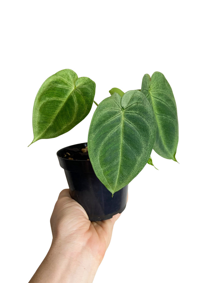 Syngonium Chiapense "Ice Frost"