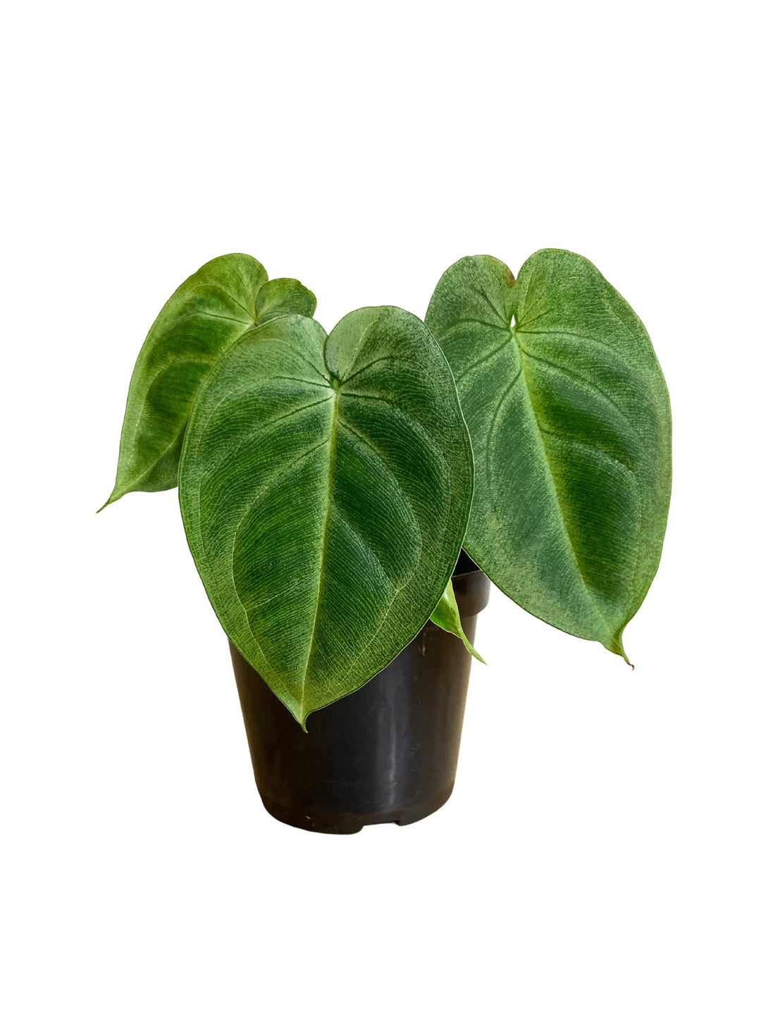 Syngonium Chiapense "Ice Frost"
