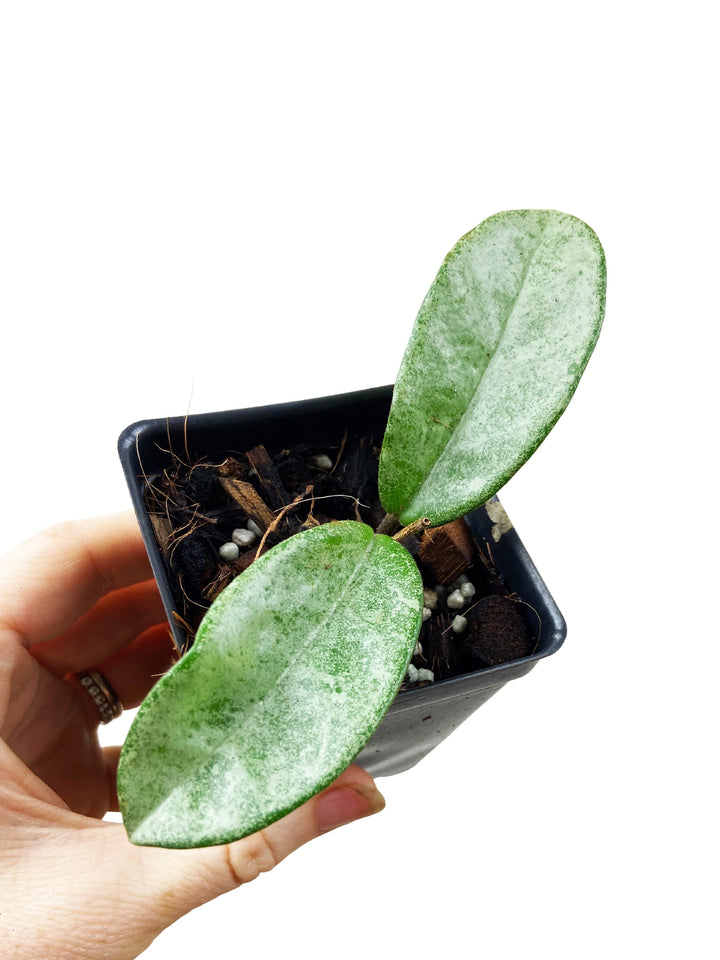 Hoya Carnosa Grey Ghost
