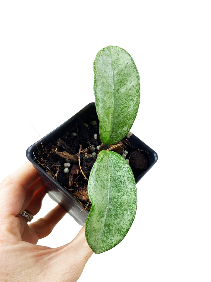 Hoya Carnosa Grey Ghost