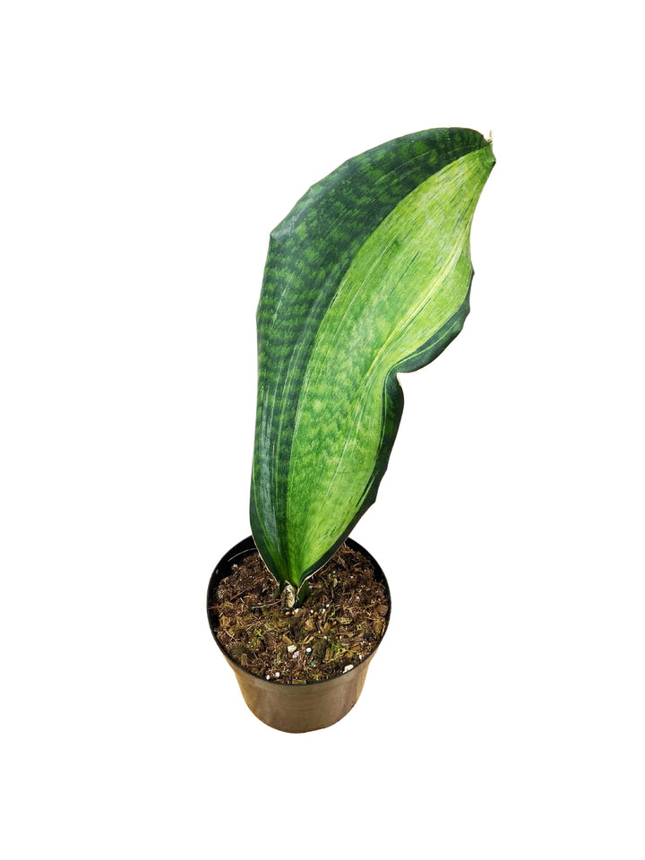 Sansevieria Whalefin Variegated