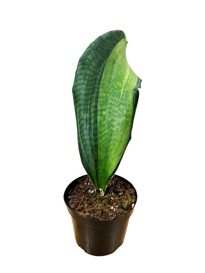 Sansevieria Whalefin Variegated