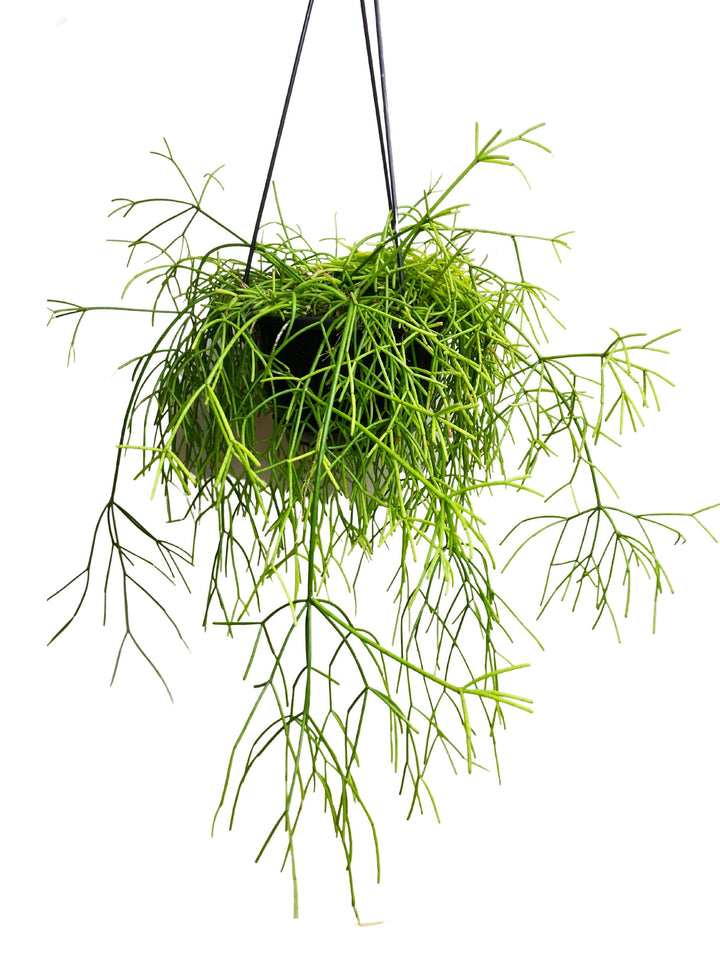 Rhipsalis Baccifera, Mistletoe Cactus, Trailing Cactus Plant, Tropical Cactus Plant