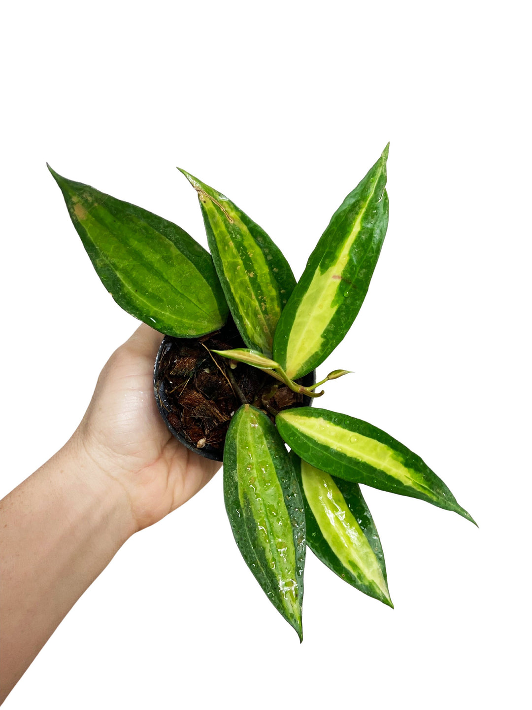 Hoya Macrophylla Inner Variegated "Pot of Gold"