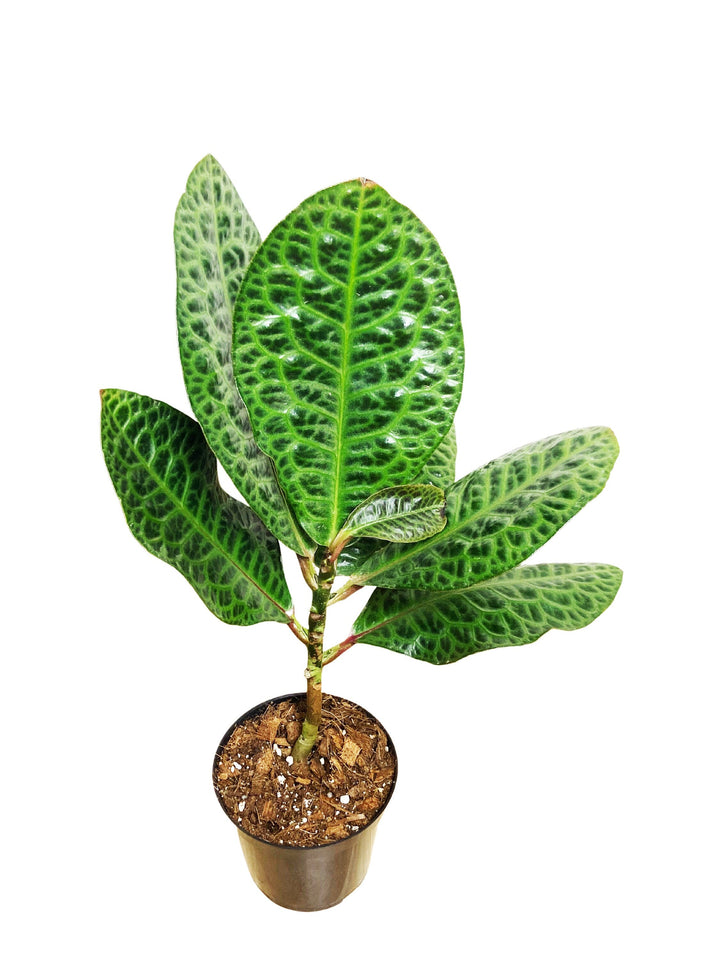 Labisia Pumila "Turtle Back"