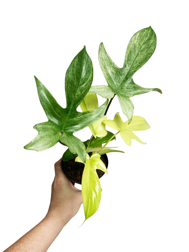 Philodendron Florida Ghost Mint