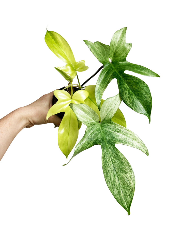 Philodendron Florida Ghost Mint