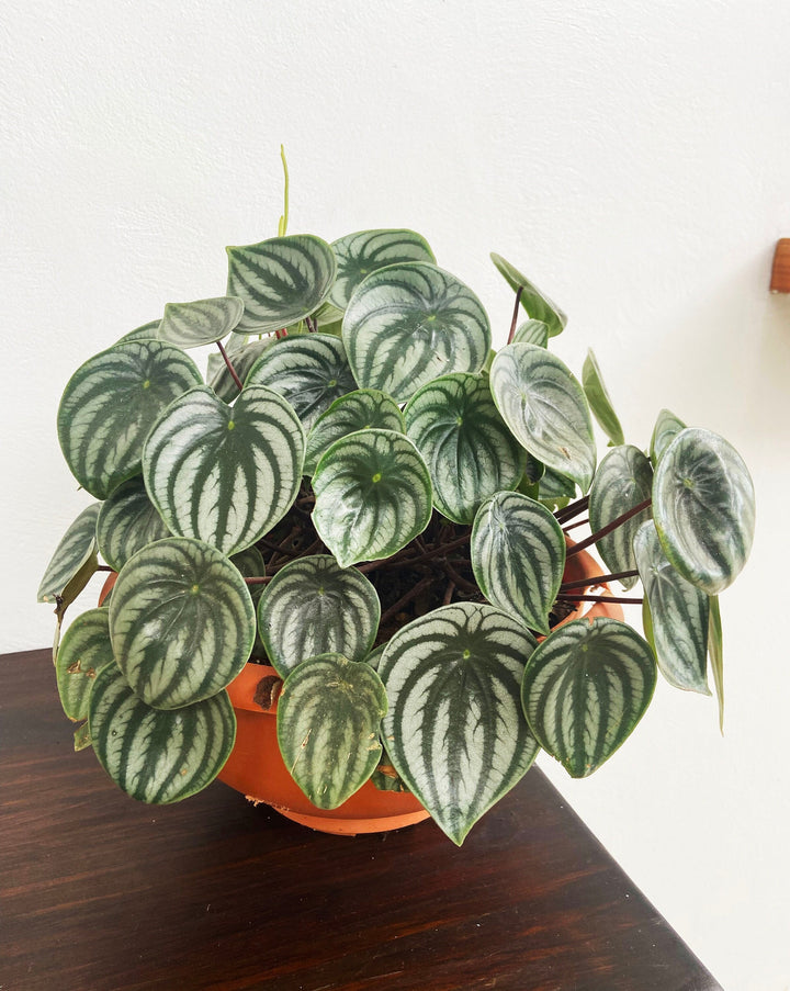 Peperomia Argyreia