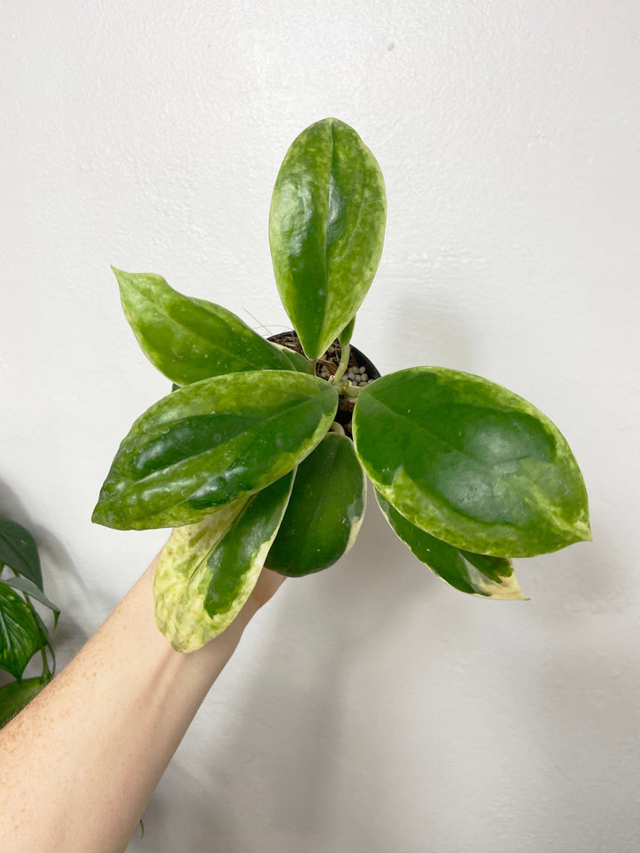 Hoya Incrassata Albomarginata