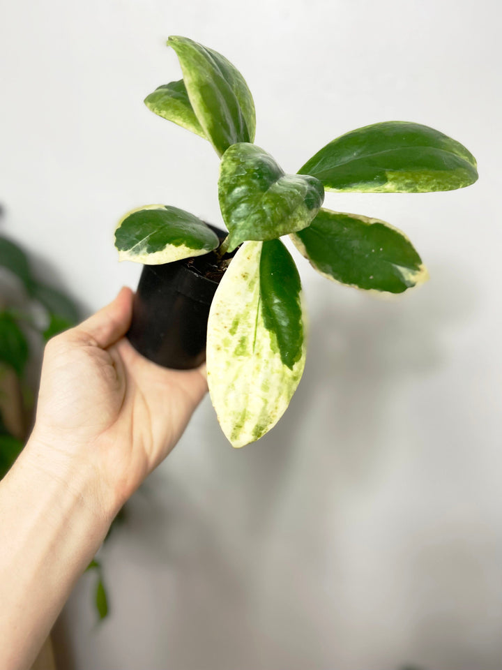 Hoya Incrassata Albomarginata