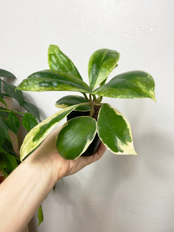 Hoya Incrassata Albomarginata