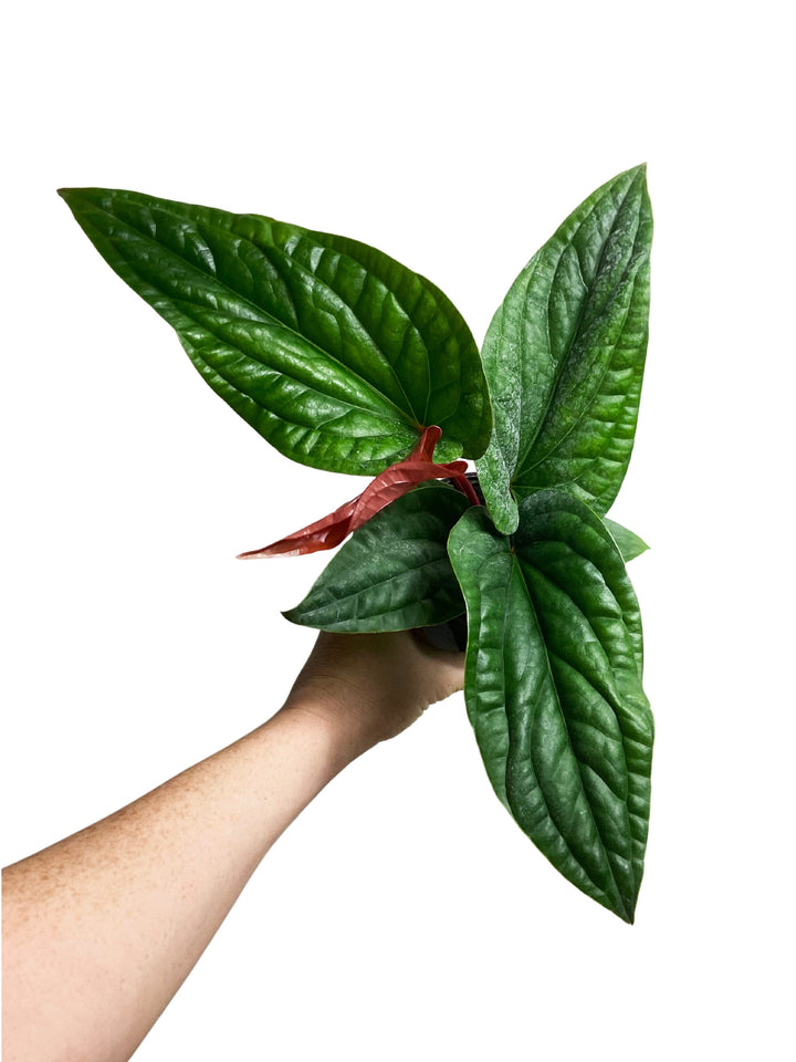 Anthurium Radicans x Luxurians