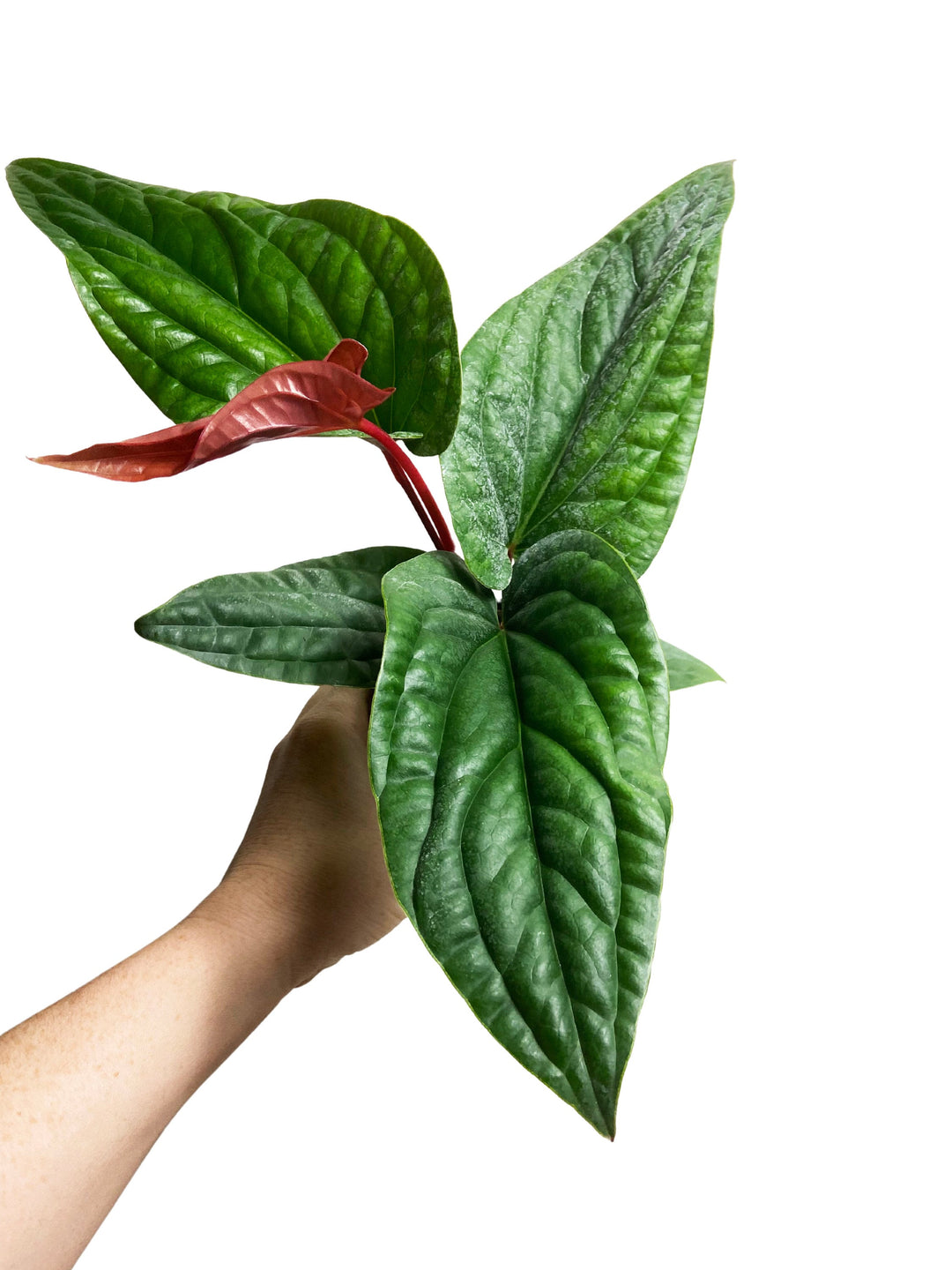 Anthurium Radicans x Luxurians