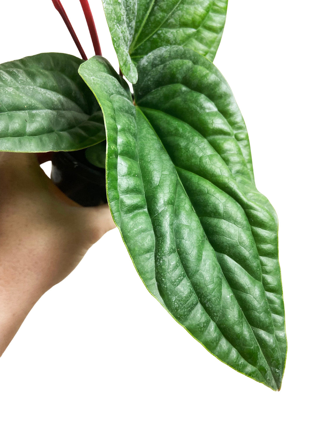 Anthurium Radicans x Luxurians