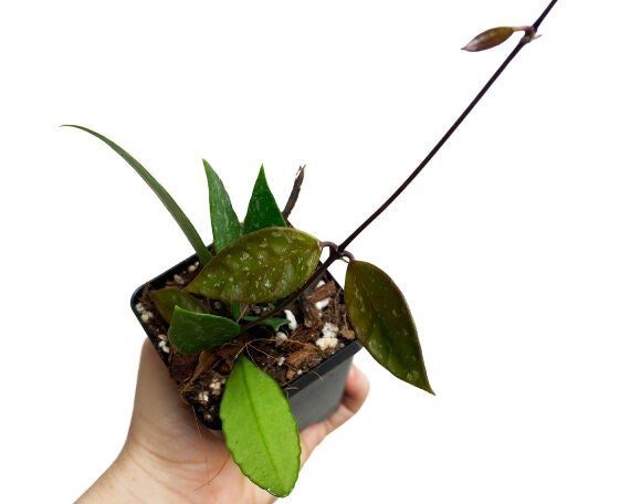 Hoya Gracilis